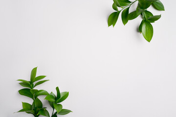natural green branches with leaves on empty light grey background with copy space. trendy layout wit