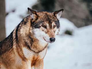 Naklejka na meble wolf in snow