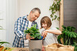 © Elena Medoks - A teenage girl and dad are transplanting a monster houseplant into another pot. Home gardening and landscaping at home. family hobby