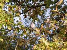 Collard Dove Perched In An Oak Tree