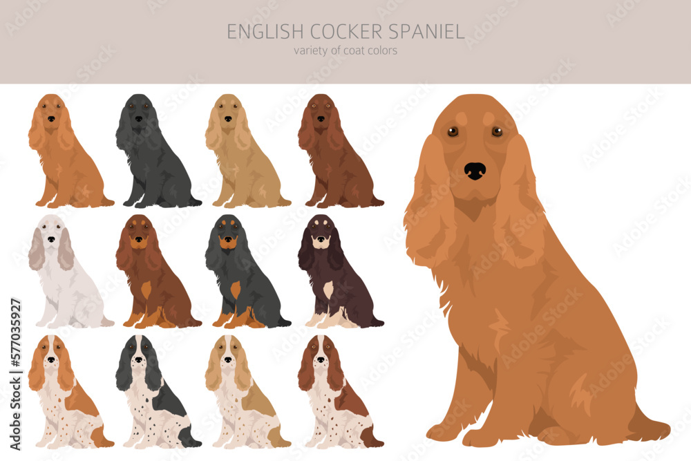 English cocker spaniel clipart. Different poses, coat colors set Stock ...