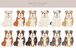English bulldog clipart. Different poses, coat colors set