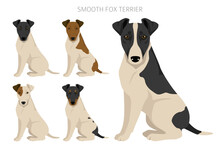 Smooth Fox Terrier Clipart. Different Poses, Coat Colors Set