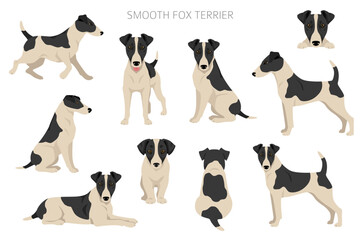 Smooth fox terrier clipart. Different poses, coat colors set