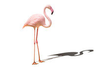 Flamingos On Transparent Background	