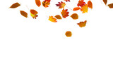 Fototapeta Sypialnia - autumn colored fall leaf isolated on transparent background overlay texture