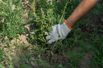 Wall Mural - A hand removes weeds in the garden. Gardening concept.