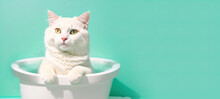 Cute Kitten In A Bath With Foam Banner Generative AI
