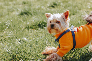 Wall Mural - Shaggy little cute dog Yorkshire Terrier breed running on green lawn in garden, park. Puppy in warm orange yellow sweatshirt playing outdoors Clothes for pets. Canine breeds Domestic animal has fun.