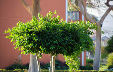 Wall Mural - closeup of fresh green tree with wooden trunk and vibrant green leaves growing in summer garden