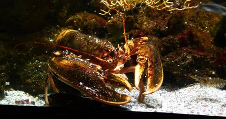 Wall Mural - lobster, homarus gammarus, adult in a seawater aquarium in france, real time 4k