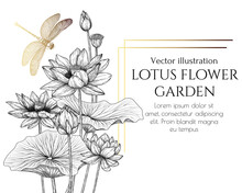 Vector Illustration Of Lotus Flowers And Dragonfly In Engraving Style