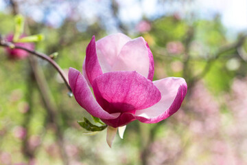 Wall Mural - Beautiful blooming pink magnolia tree on spring day. Selective focus