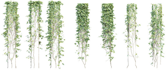 creeper plants with transparent background, 3d rendering