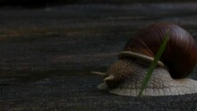 Snail Crawls On A Wooden Terrace. Macro, Close Up	