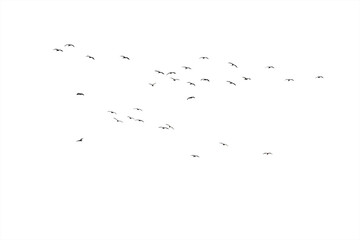 Wall Mural - Flocks of flying wild duck isolated on white background. Save with clipping path.