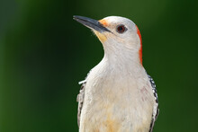 Profile Of Red-Bellied Woodpecker Perched On A Branch