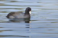 American Coot Resting On The Still Water