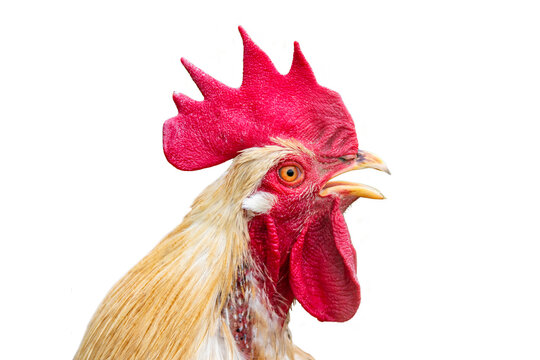 Fototapete - isolated head of rooster