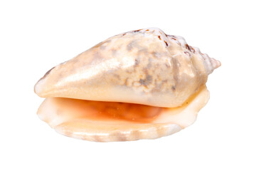 Wall Mural - isolated shell of ocean mussel and snail