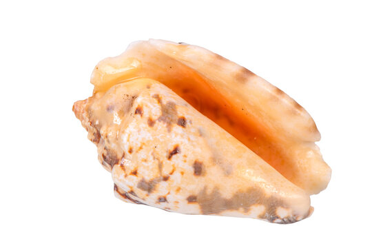 Fototapete - isolated shell of ocean mussel and snail