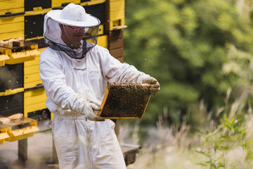 Wall Mural - Male beekeeper in full protective gear working in an apiary, checking the beehive while a bee swarm flying around him