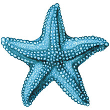 Watercolor Hand Drawn Starfish
