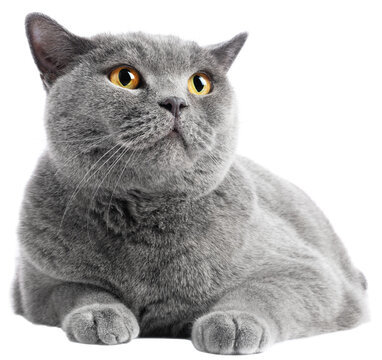 cat isolated on transparent background