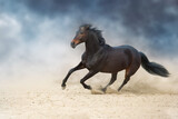 Fototapeta Konie - Wild horse run gallopin desert
