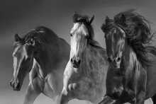 Horses In Motion  Close Up Portrait