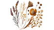 Dried wooden flowers isolated transparent background 