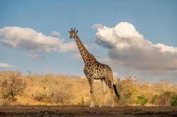 Wall Mural - Giraffe reflected in water in South Africa