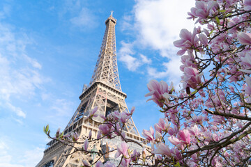 Eiffel Tower with blooming magnolia spring flowers, Paris, France