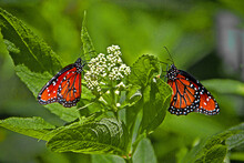 Two Monarch Butterflies (Danaus Plexippus) On White Flowe