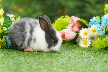 Lovely rabbit ears bunny cleaning leg paw on green grass with flowers over spring time nature background. Little baby rabbit white grey  bunny curiosity clean paw sitting on meadow summer background.