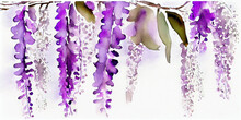 Watercolor Wisteria In Purple And Lavender For Wall Art Or Invites - Generative AI