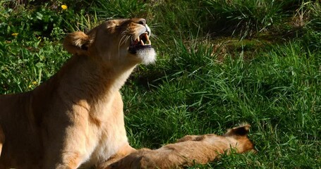african lion, panthera leo, female licking it cub, yawning, real time 4k