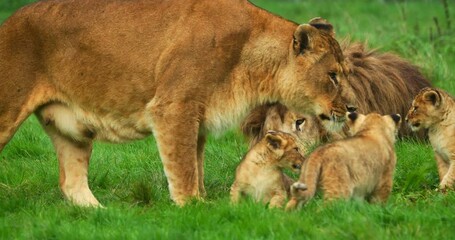 african lion, panthera leo, group with male female and cub, real time 4k