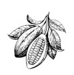 Cacao beans. Black and white illustration for design in retro engraving style.