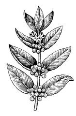 Wall Mural - Coffee branch. Black and white illustration in retro engraving style.