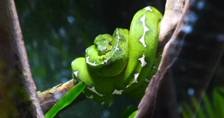 Sticker - Emerald Tree Boa, corallus caninus, Adult Wrapped around a Branch, Real Time 4K