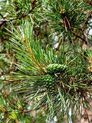 Wall Mural - fresh young green cones among pine needles on tree branches