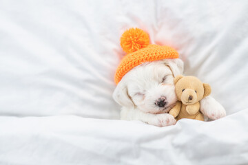 Poster - Cozy Bichon Frise puppy wearing warm hat sleeps under  white blanket on a bed at home and hugs favorite toy bear. Top down view. Empty space for text