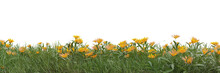 Field Of Flowers And Grass Cut Out On Transparent Background 3d Rendering Png