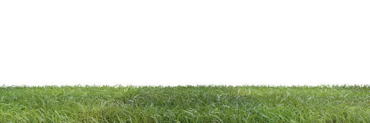 Wall Mural - Grass on transparent background 3d rendering png