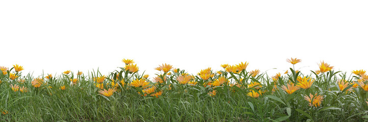 Wall Mural - Field of flowers and grass cut out on transparent background 3d rendering png