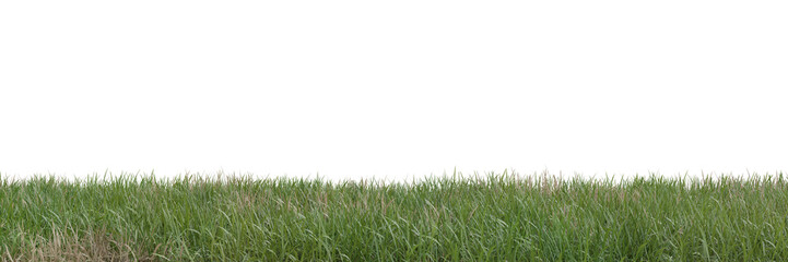 Wall Mural - Grass on transparent background 3d rendering png