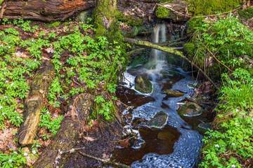 Canvas Print - Falling water in a forest creek