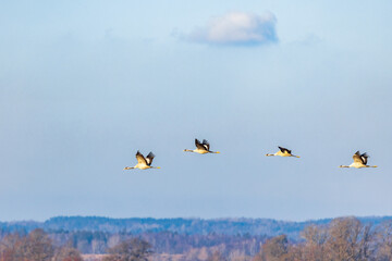 Poster - Flock with Cranes flying above the treetops