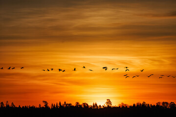 Wall Mural - Flock of flying Cranes in sunset